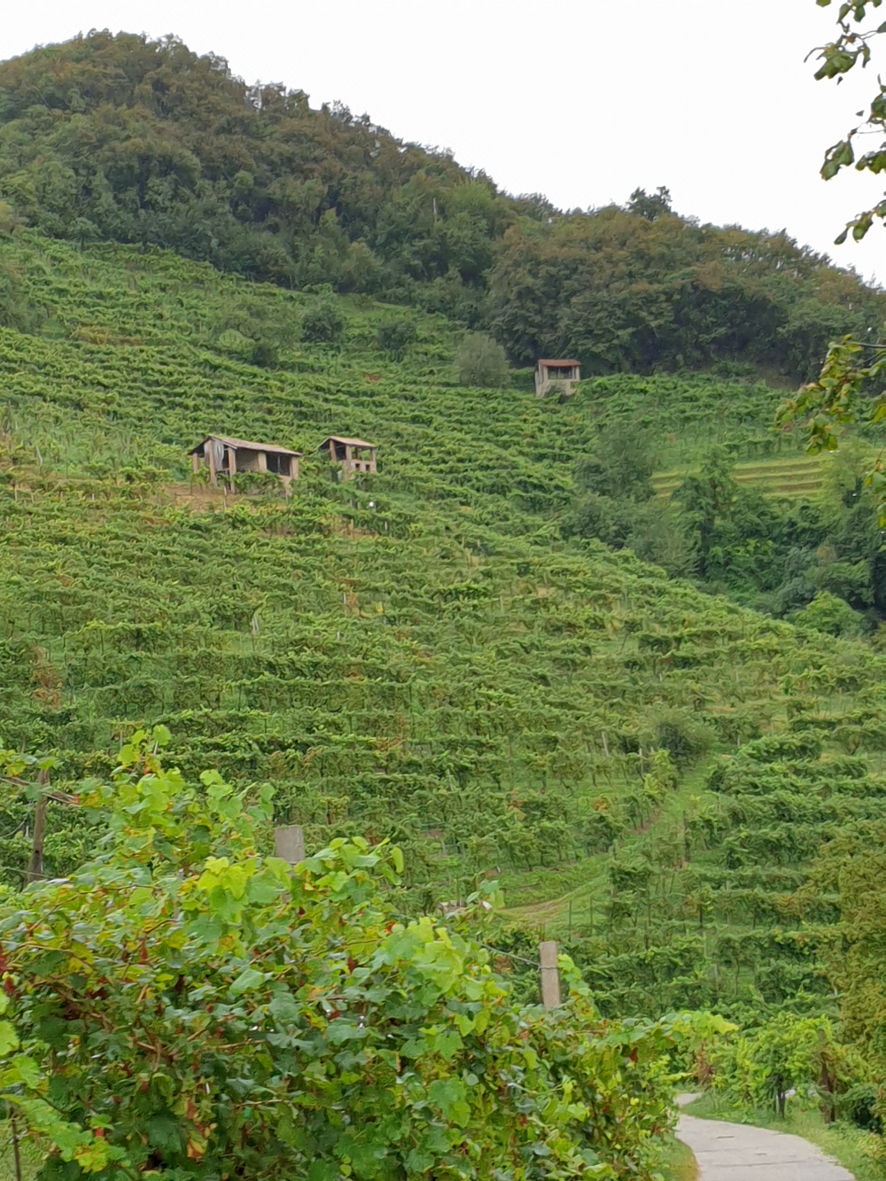 Le Colture vineyard slope Le Colture vineyard slope